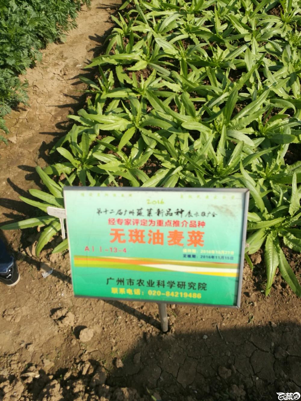 广州市农科院无斑油麦菜，第十二届广州蔬菜展示会专家重点推荐品种_002.jpg