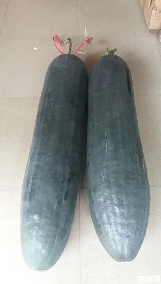 广州惠研公司基地冬瓜大量上市，皮黑光滑，产量高，耐贮运_004.JPG