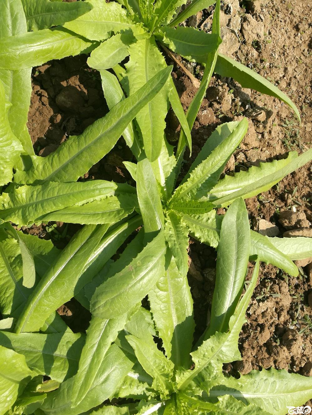 广州市农科院无斑油麦菜，第十二届广州蔬菜展示会专家重点推荐品种_007.jpg
