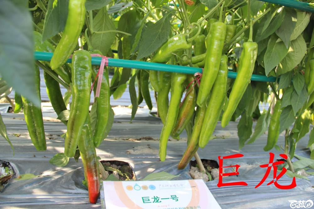 中农福得系列优良蔬菜品种田间展示种植表现_019.jpg