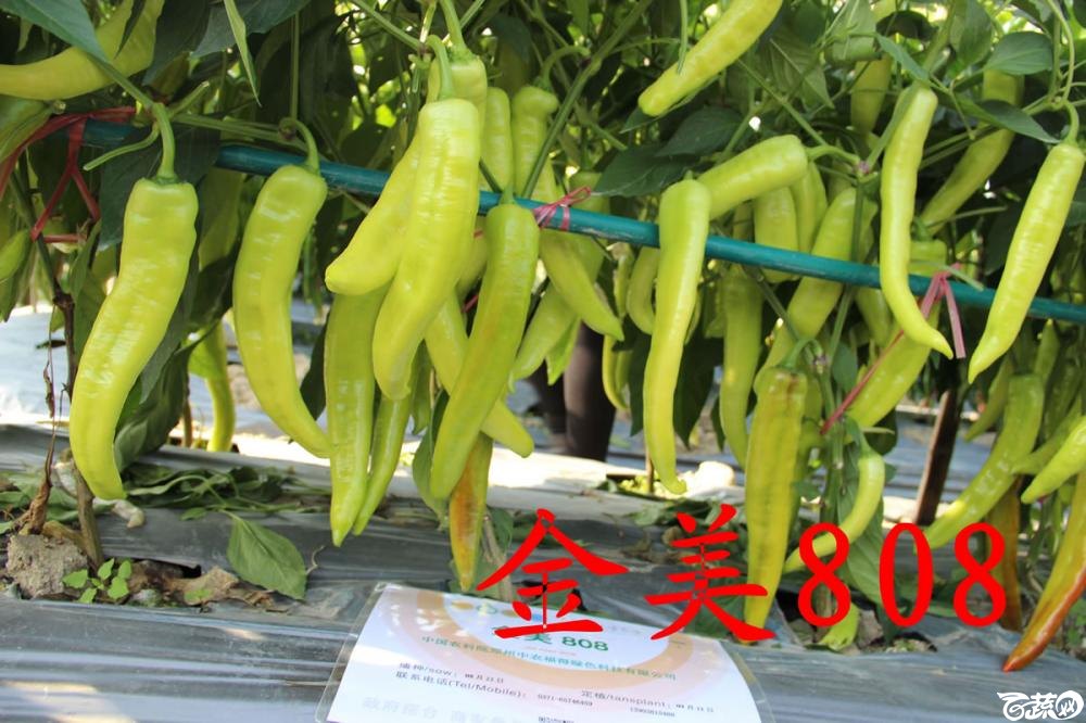 中农福得系列优良蔬菜品种田间展示种植表现_020.jpg