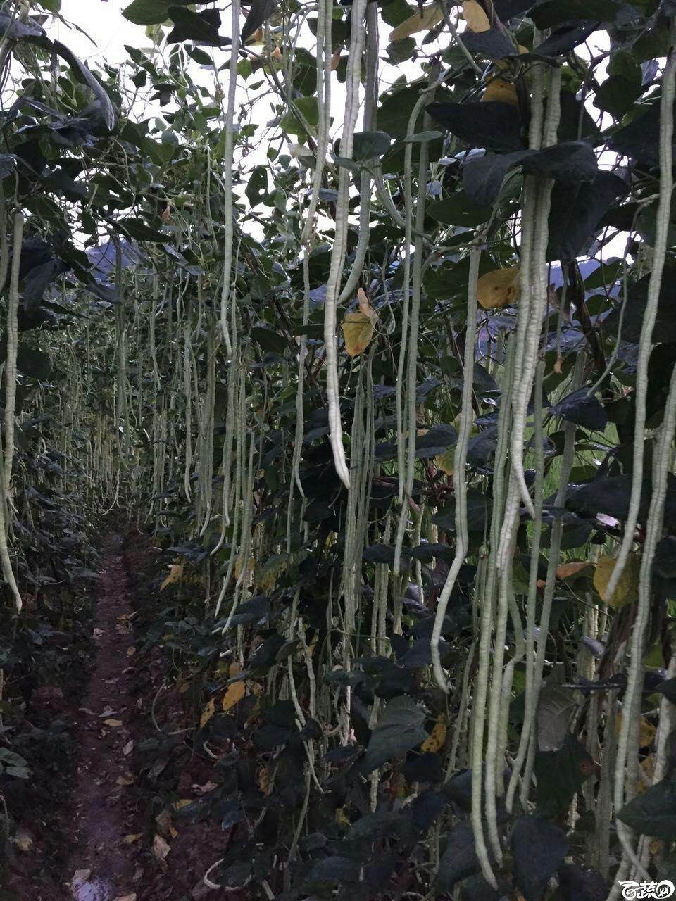 广州阳兴豆角系列_021.jpg