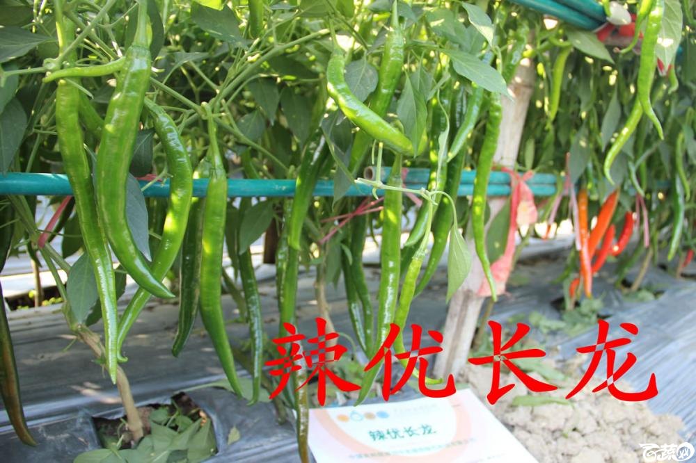 中农福得系列优良蔬菜品种田间展示种植表现_021.jpg