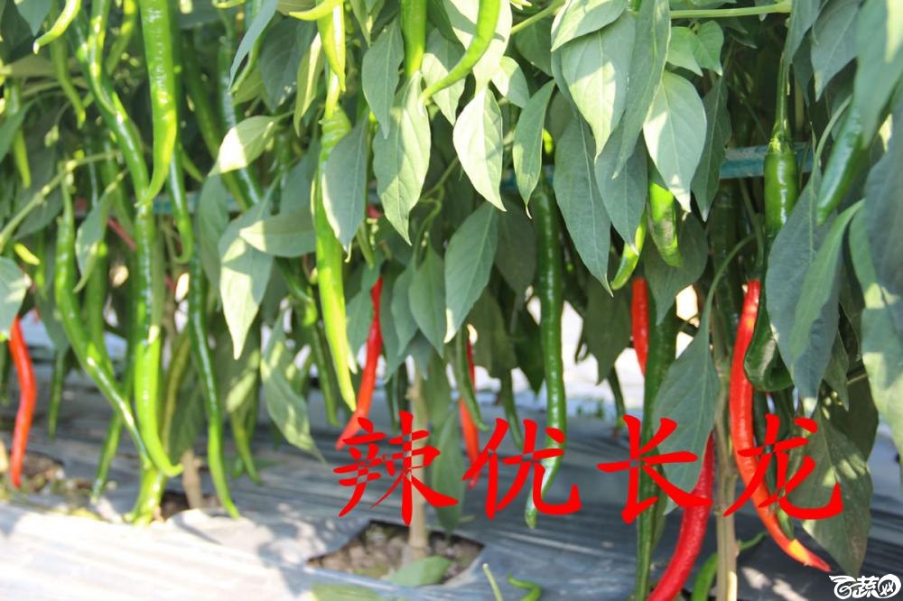 中农福得系列优良蔬菜品种田间展示种植表现_022.jpg
