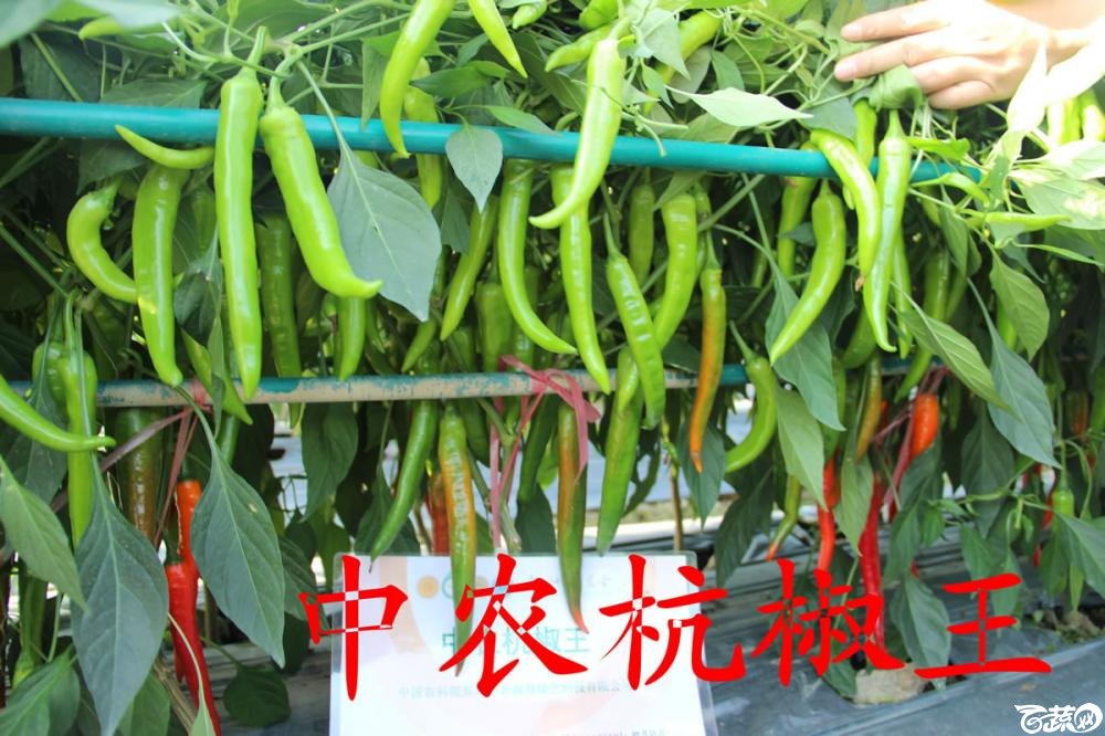 中农福得系列优良蔬菜品种田间展示种植表现_023.jpg