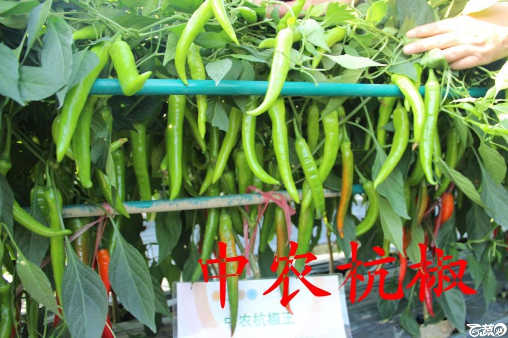 中农福得系列优良蔬菜品种田间展示种植表现_025.jpg