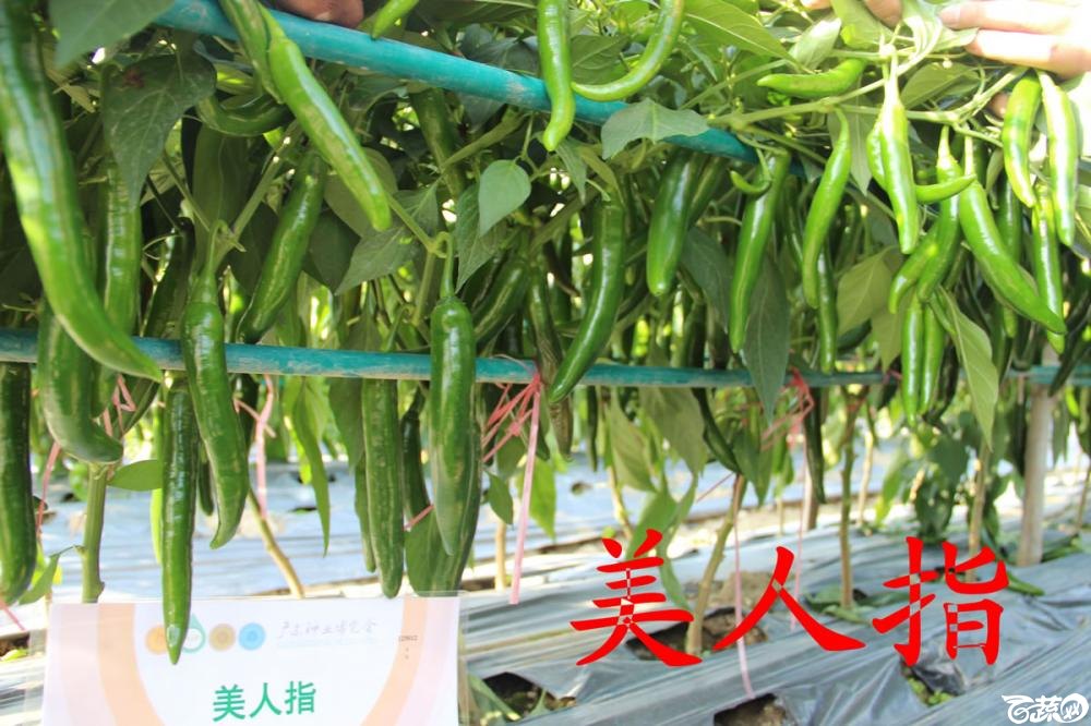中农福得系列优良蔬菜品种田间展示种植表现_026.jpg