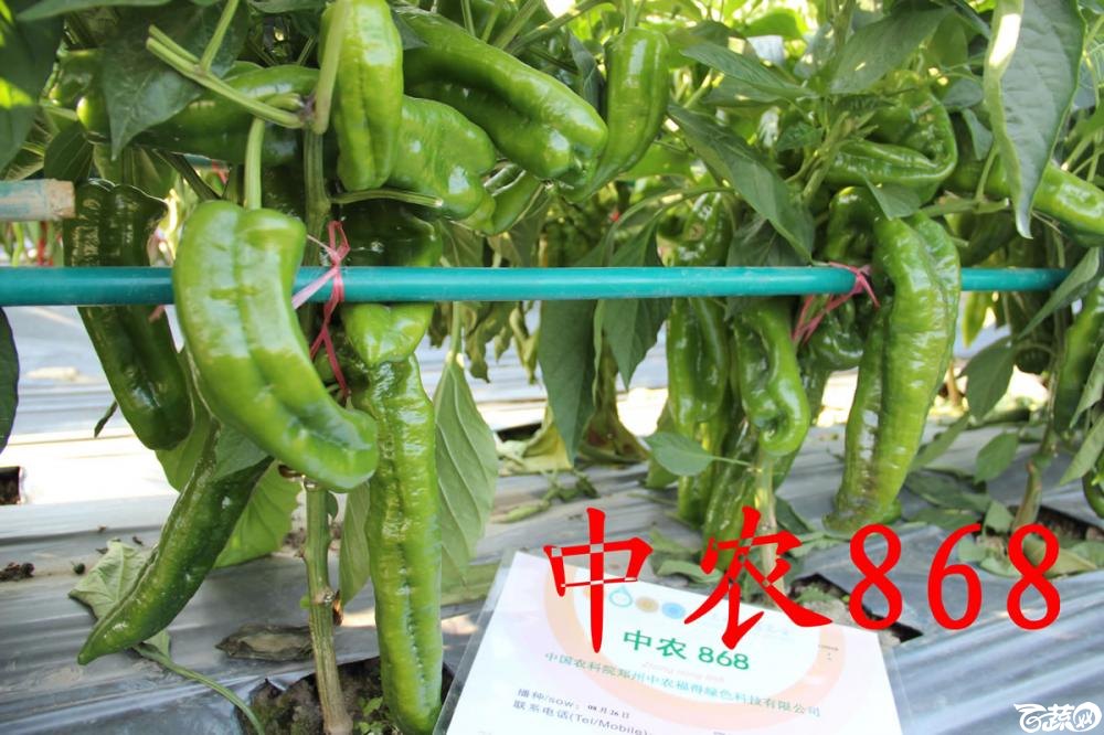 中农福得系列优良蔬菜品种田间展示种植表现_029.jpg