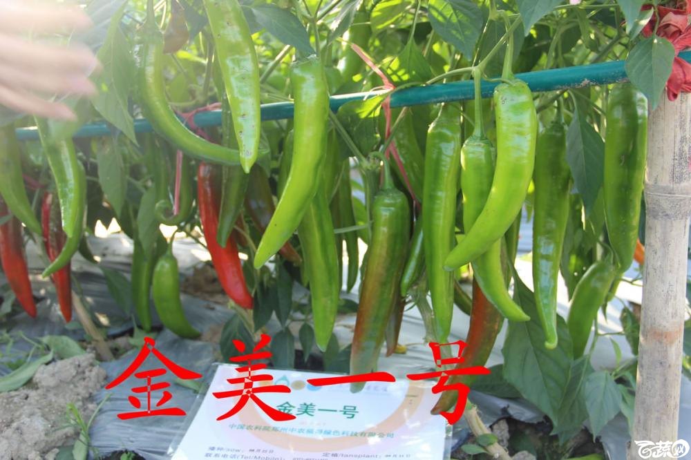 中农福得系列优良蔬菜品种田间展示种植表现_034.jpg