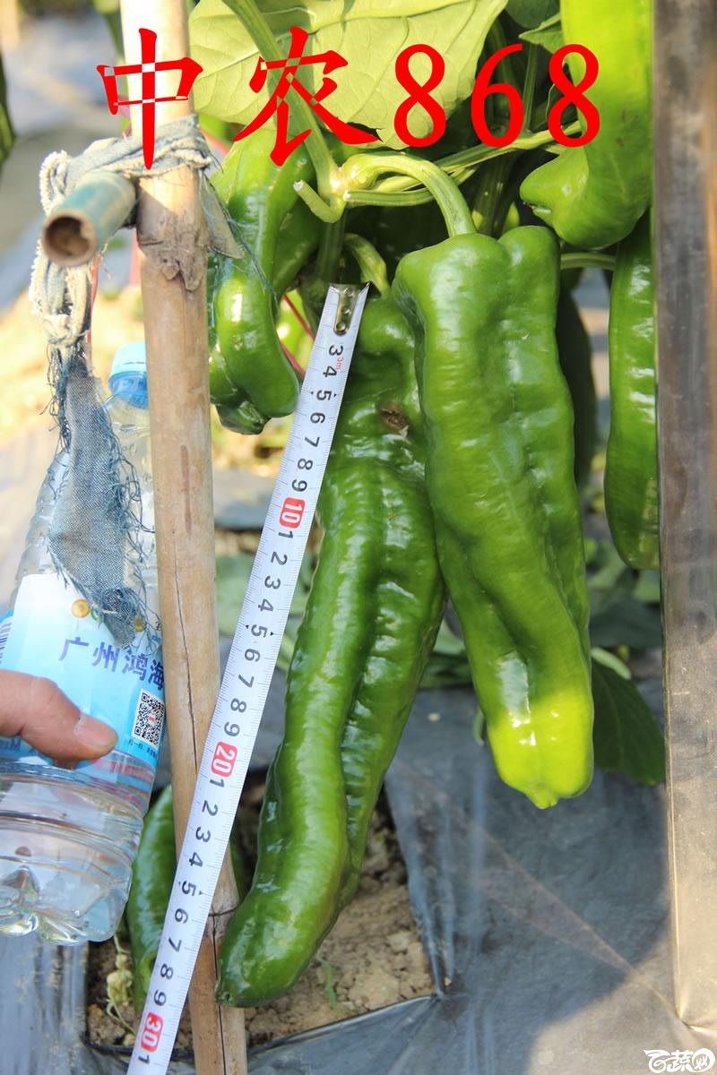 中农福得系列优良蔬菜品种田间展示种植表现_035.jpg