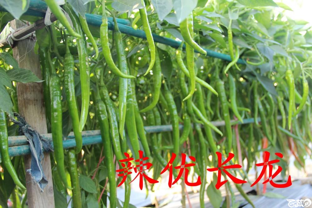 中农福得系列优良蔬菜品种田间展示种植表现_036.jpg