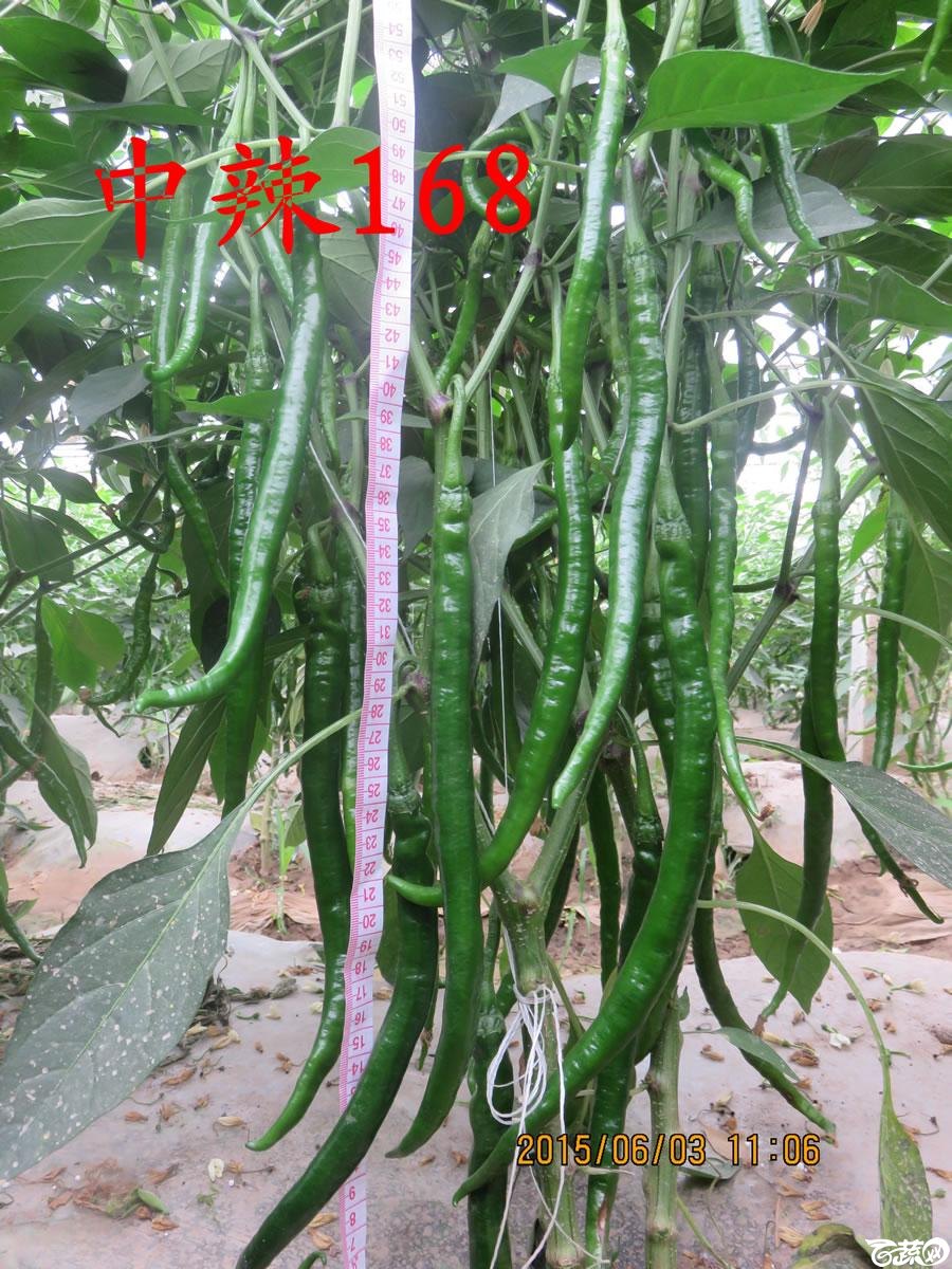 中农福得系列优良蔬菜品种田间展示种植表现_037.jpg