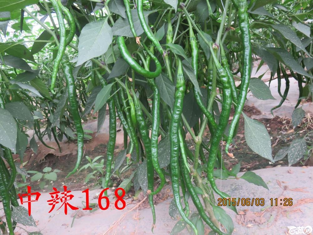 中农福得系列优良蔬菜品种田间展示种植表现_039.jpg