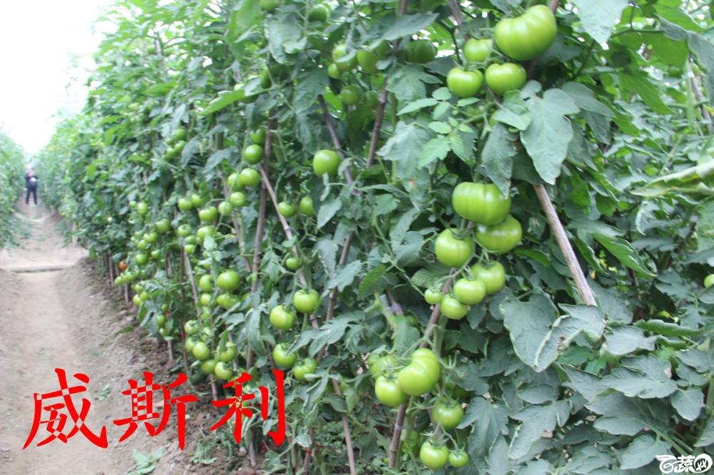 中农福得系列优良蔬菜品种田间展示种植表现_054.jpg