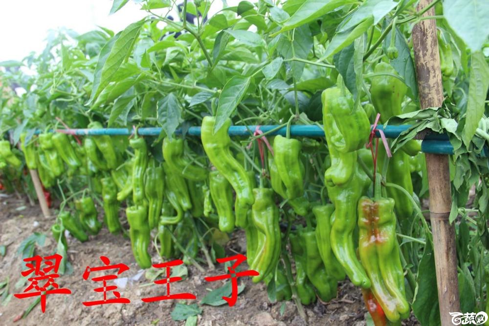 中农福得系列优良蔬菜品种田间展示种植表现_056.jpg