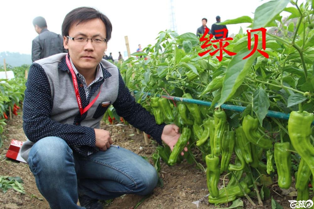 中农福得系列优良蔬菜品种田间展示种植表现_057.jpg