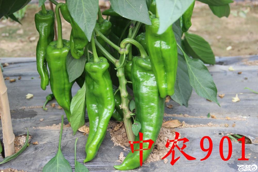 中农福得系列优良蔬菜品种田间展示种植表现_059.jpg