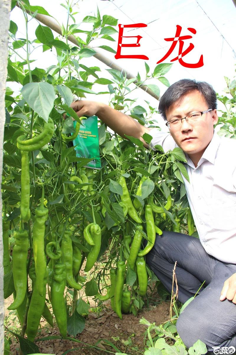中农福得系列优良蔬菜品种田间展示种植表现_064.jpg