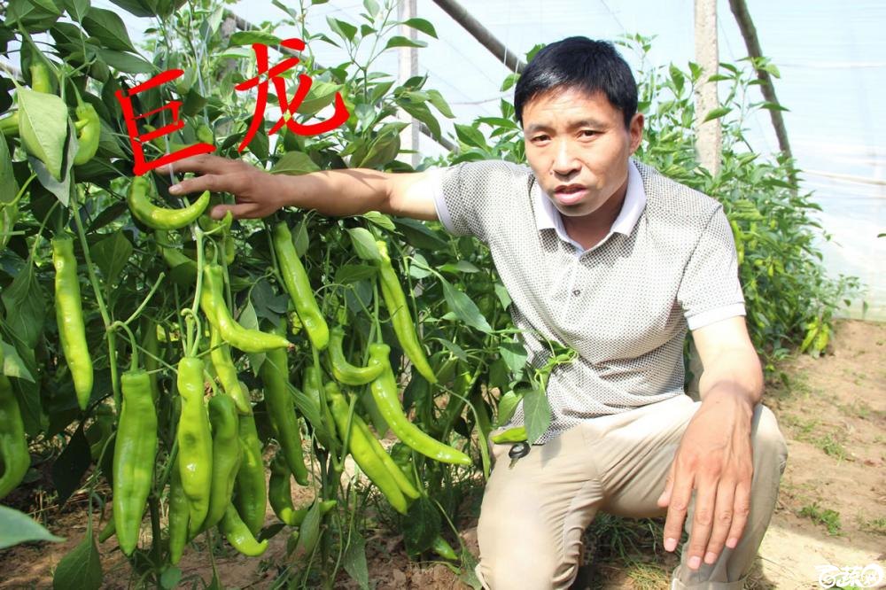 中农福得系列优良蔬菜品种田间展示种植表现_065.jpg