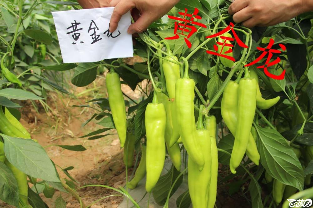 中农福得系列优良蔬菜品种田间展示种植表现_066.jpg