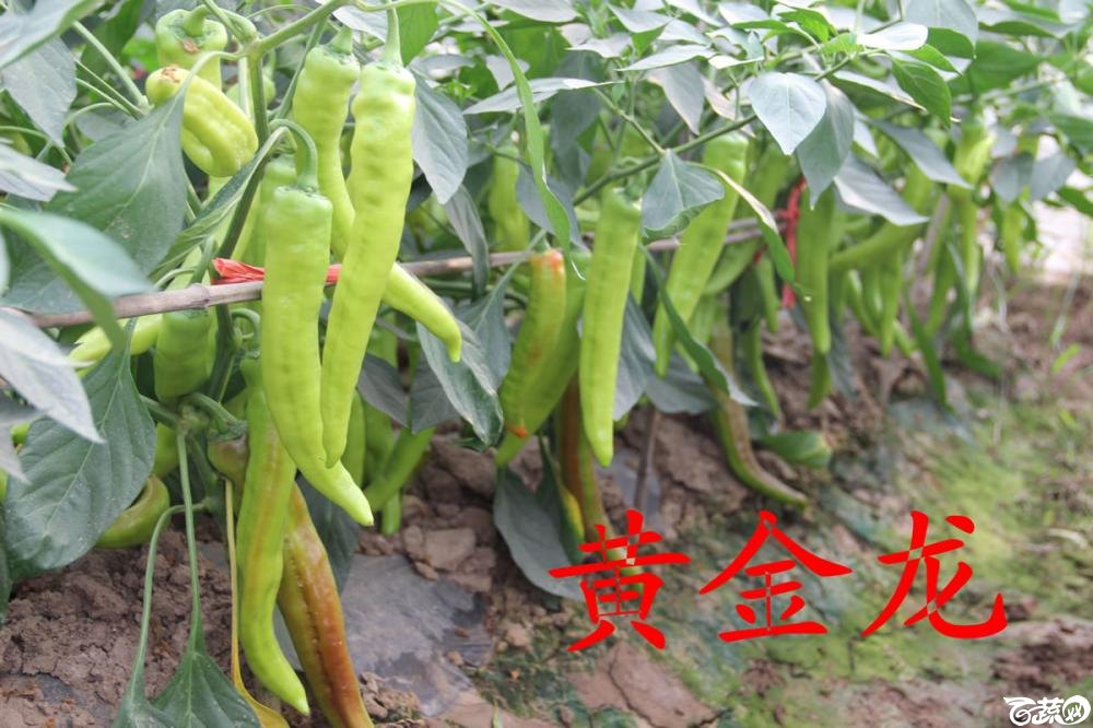 中农福得系列优良蔬菜品种田间展示种植表现_069.jpg