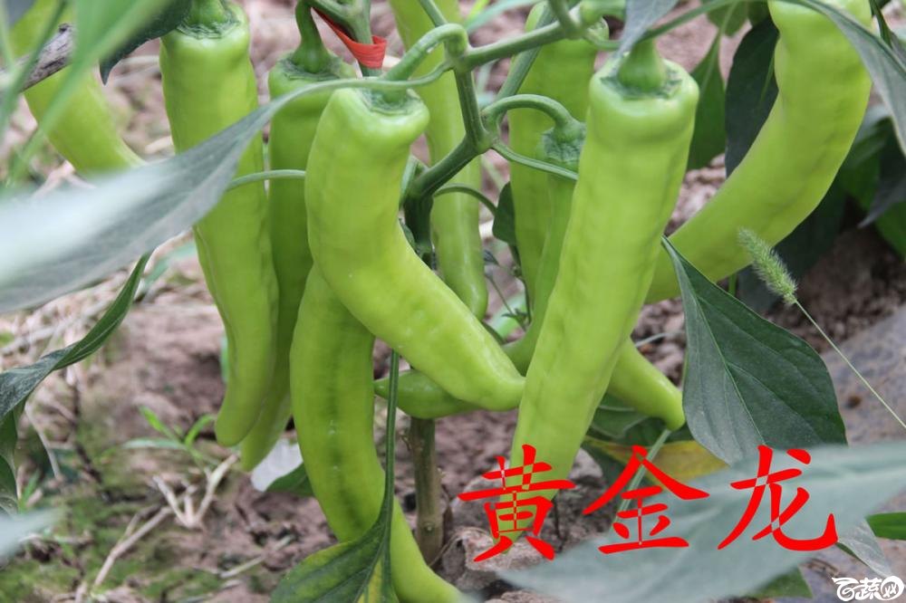中农福得系列优良蔬菜品种田间展示种植表现_071.jpg