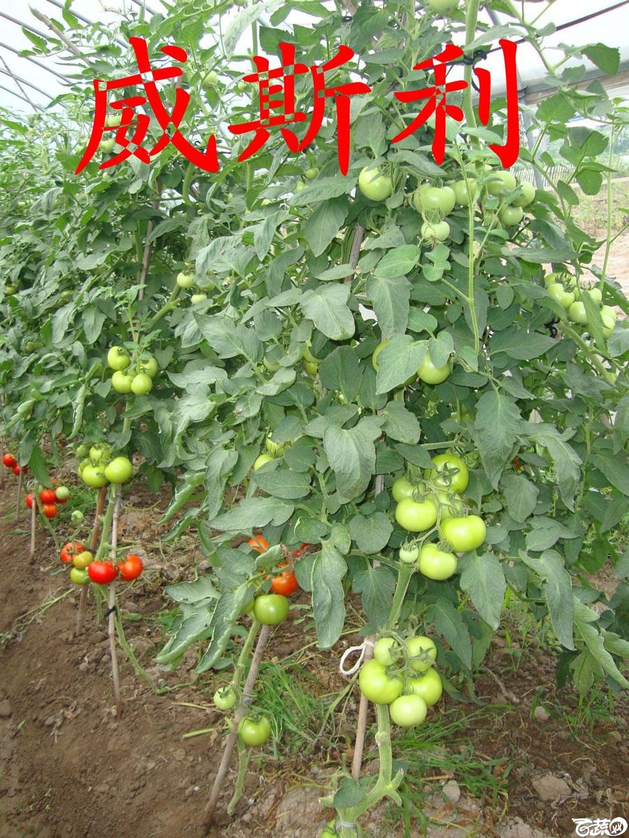 中农福得系列优良蔬菜品种田间展示种植表现_074.jpg