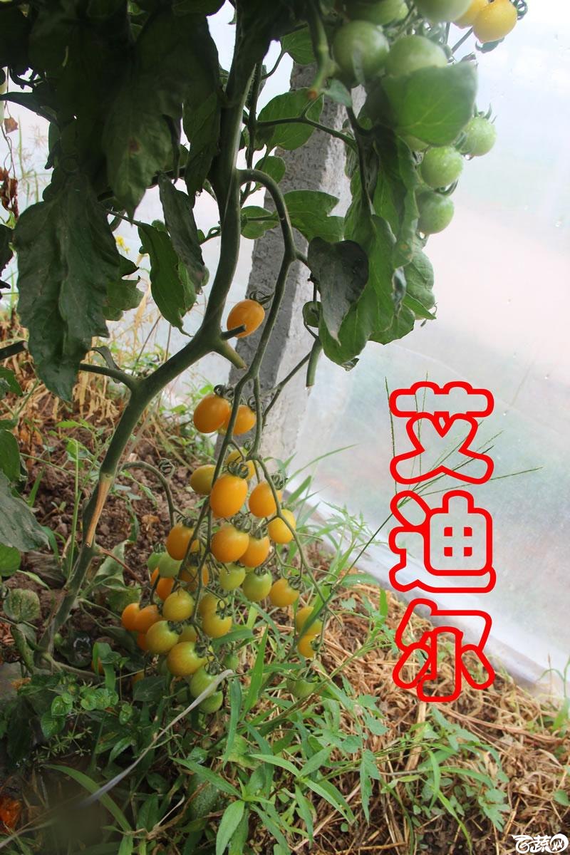 中农福得系列优良蔬菜品种田间展示种植表现_075.jpg