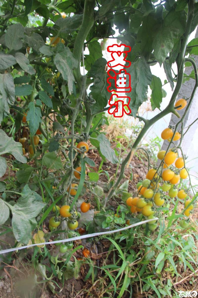 中农福得系列优良蔬菜品种田间展示种植表现_076.jpg