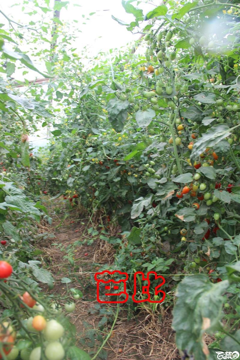 中农福得系列优良蔬菜品种田间展示种植表现_079.jpg
