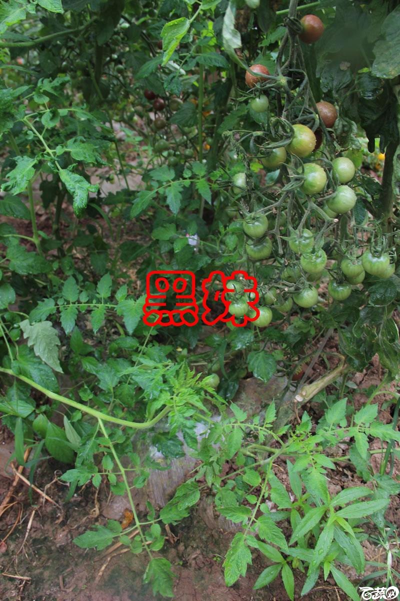 中农福得系列优良蔬菜品种田间展示种植表现_083.jpg