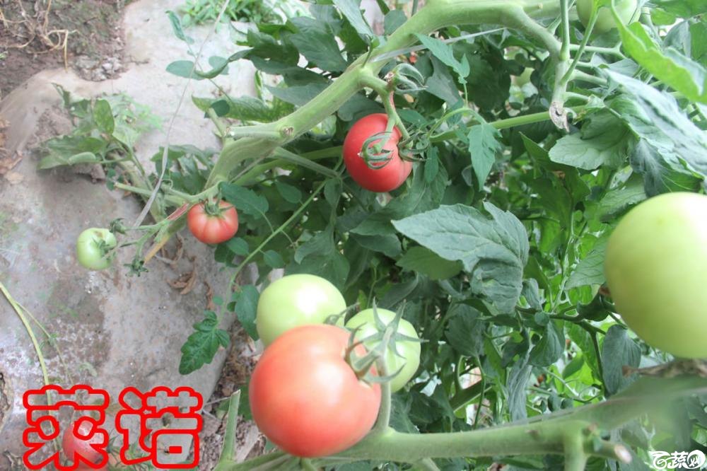 中农福得系列优良蔬菜品种田间展示种植表现_089.jpg