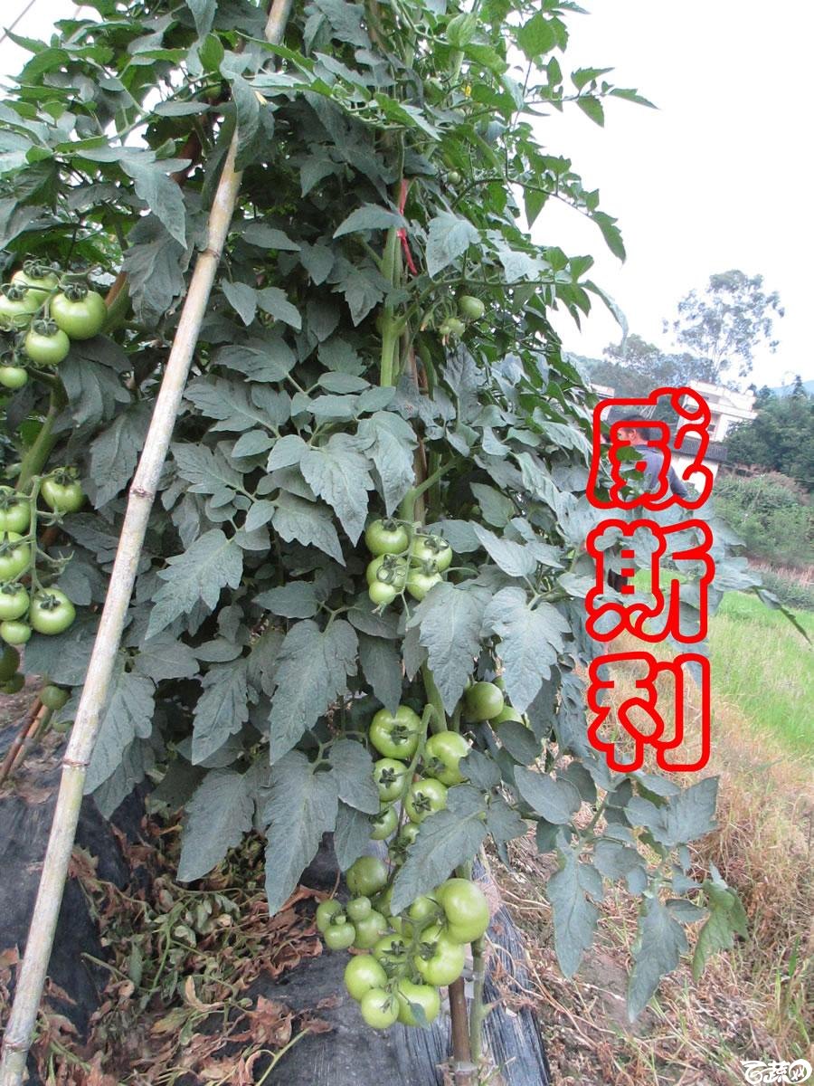 中农福得系列优良蔬菜品种田间展示种植表现_090.jpg