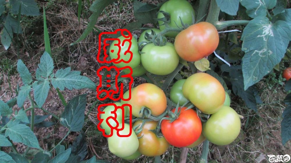中农福得系列优良蔬菜品种田间展示种植表现_091.jpg