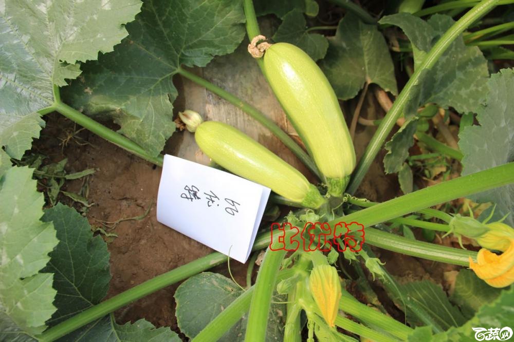 中农福得系列优良蔬菜品种田间展示种植表现_093.jpg