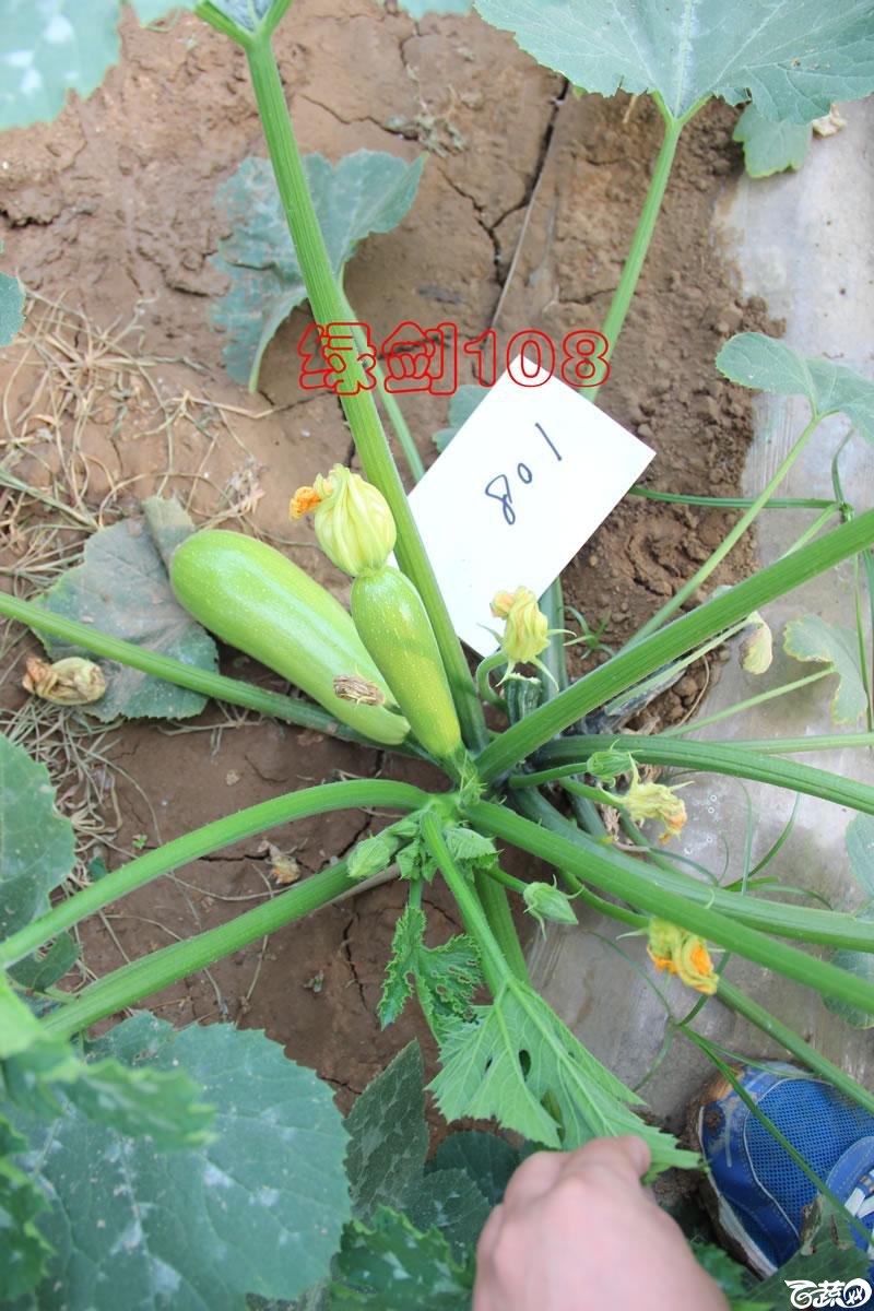 中农福得系列优良蔬菜品种田间展示种植表现_098.jpg