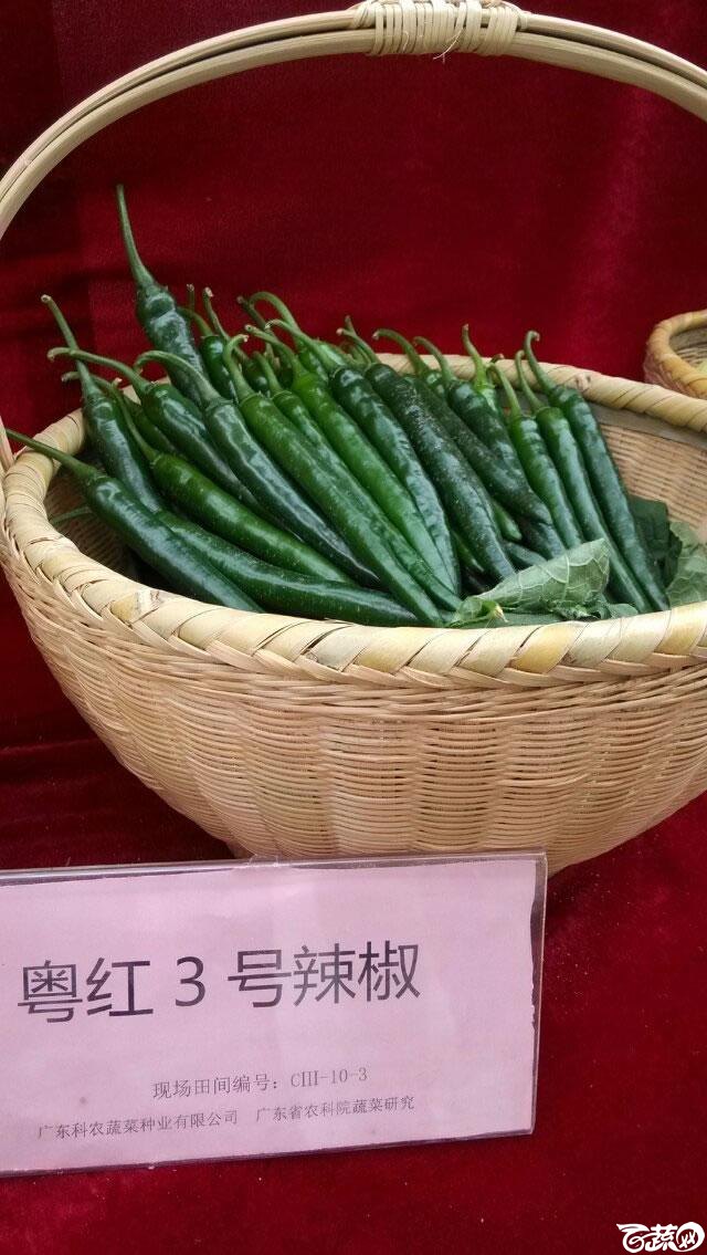 广东农科院蔬菜研究所粤红三号辣椒_002.jpg