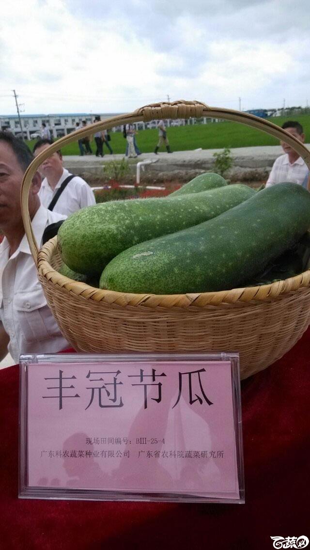 广东农科院蔬菜研究所丰冠节瓜_003.jpg