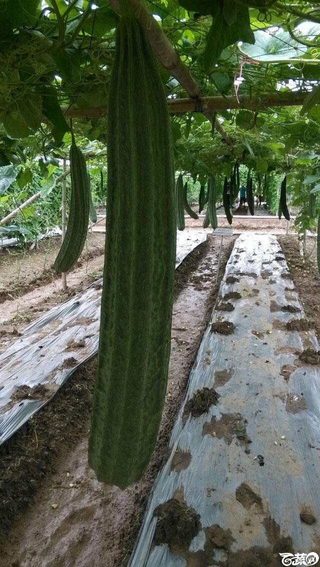广东省农科院蔬菜研究所粤优二号丝瓜_005.jpg