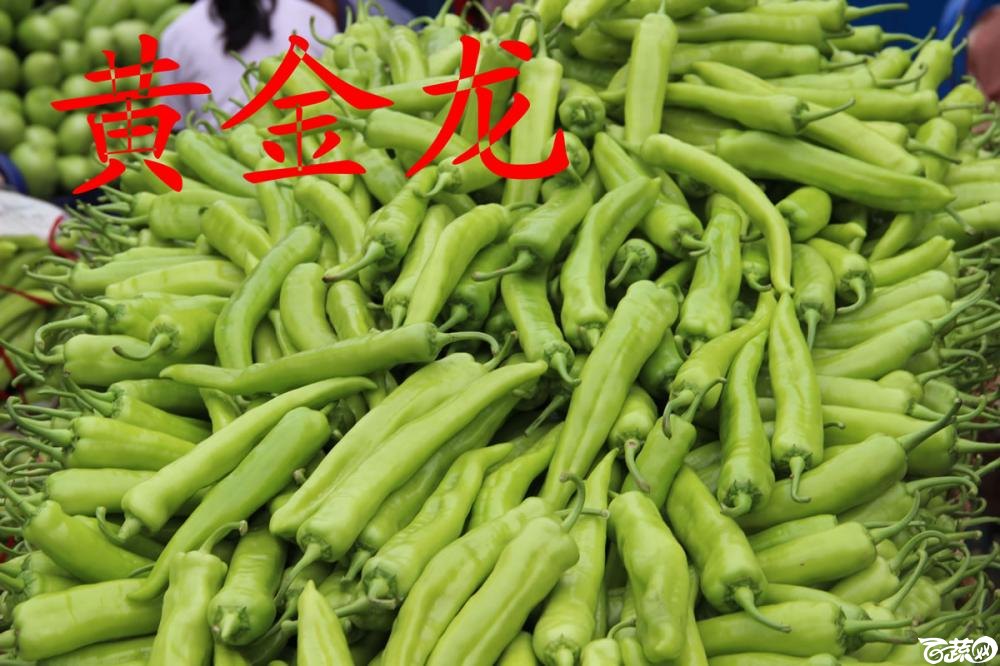 中农福得系列优良蔬菜品种田间展示种植表现_008.jpg