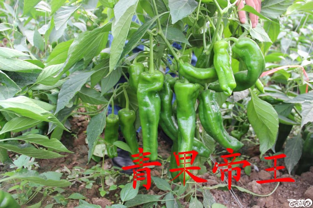 中农福得系列优良蔬菜品种田间展示种植表现_009.jpg