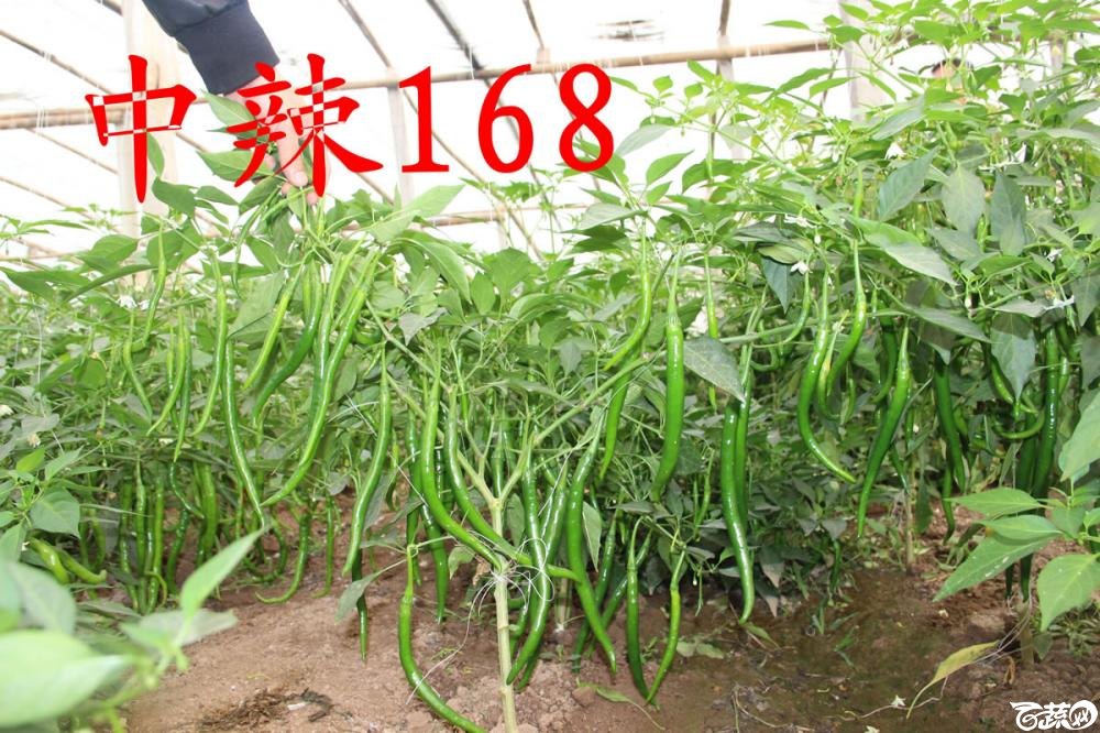 中农福得系列优良蔬菜品种田间展示种植表现_010.jpg