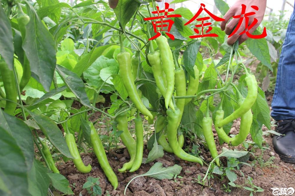 中农福得系列优良蔬菜品种田间展示种植表现_011.jpg