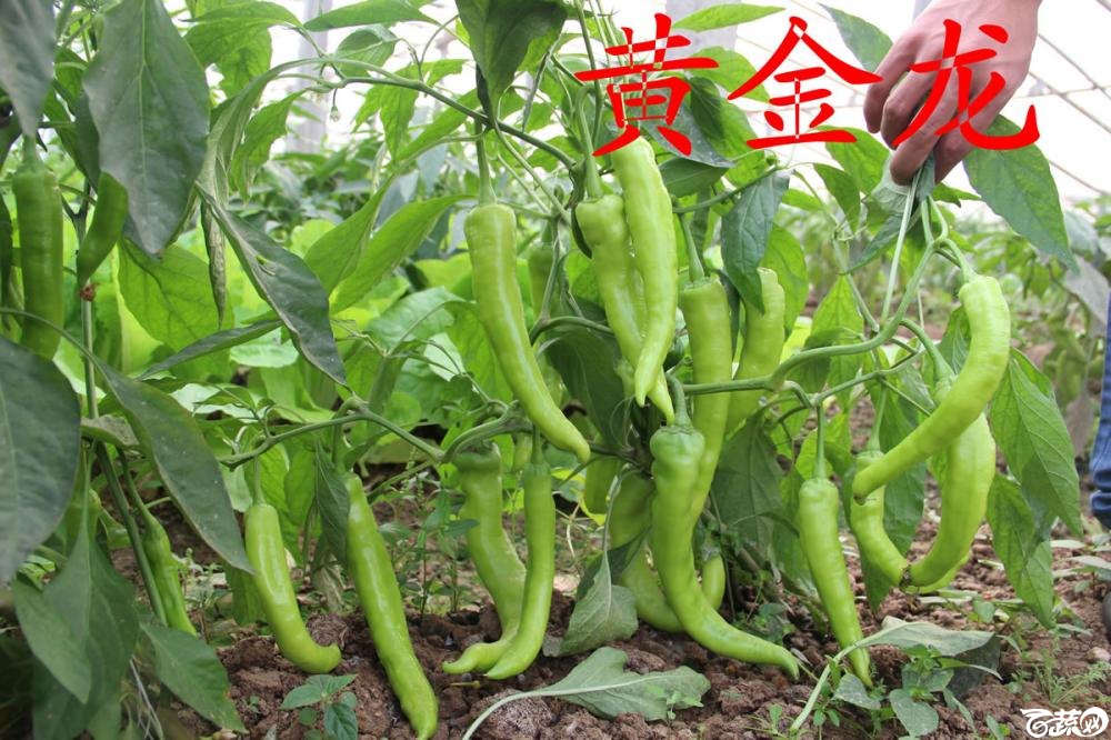 中农福得系列优良蔬菜品种田间展示种植表现_012.jpg