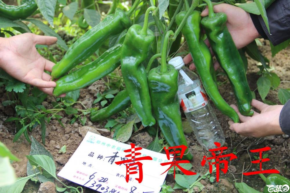 中农福得系列优良蔬菜品种田间展示种植表现_013.jpg
