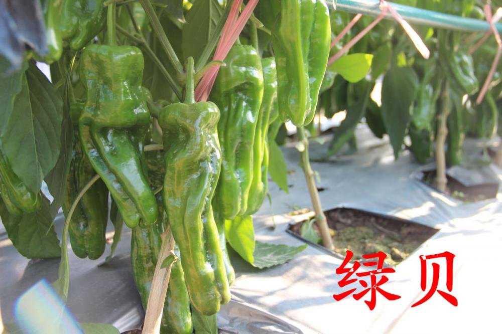 中农福得系列优良蔬菜品种田间展示种植表现_014.jpg