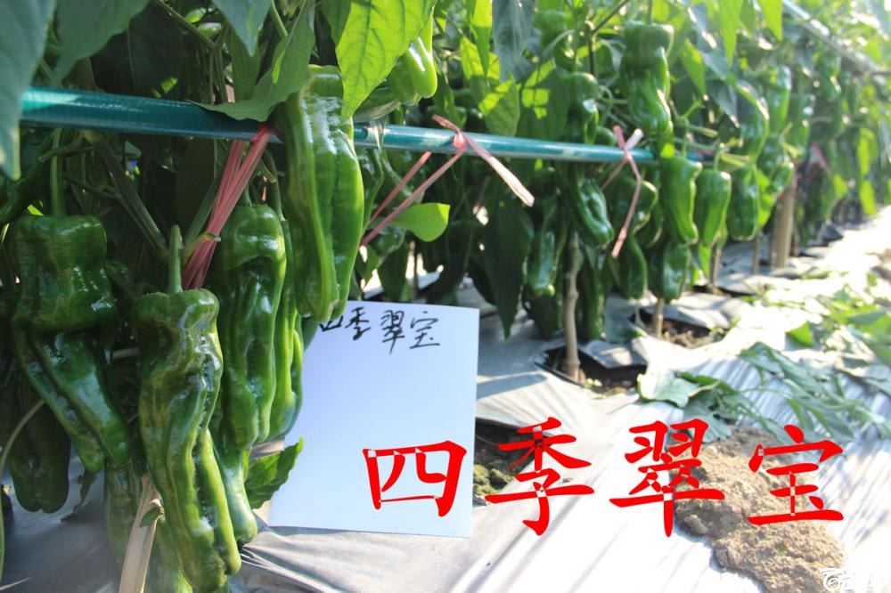 中农福得系列优良蔬菜品种田间展示种植表现_015.jpg