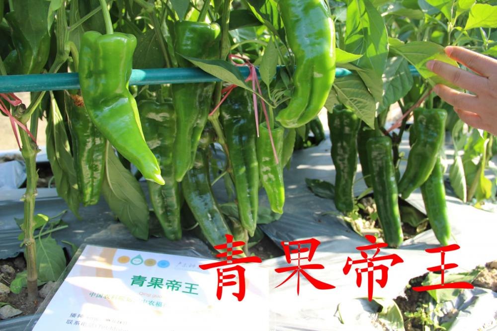 中农福得系列优良蔬菜品种田间展示种植表现_017.jpg