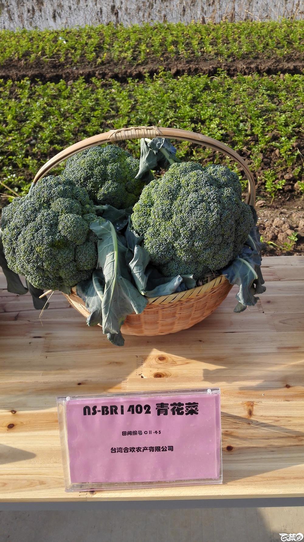 2014年12月10号广州市农科院南沙秋季蔬菜新品种展示会 甘蓝_001.jpg