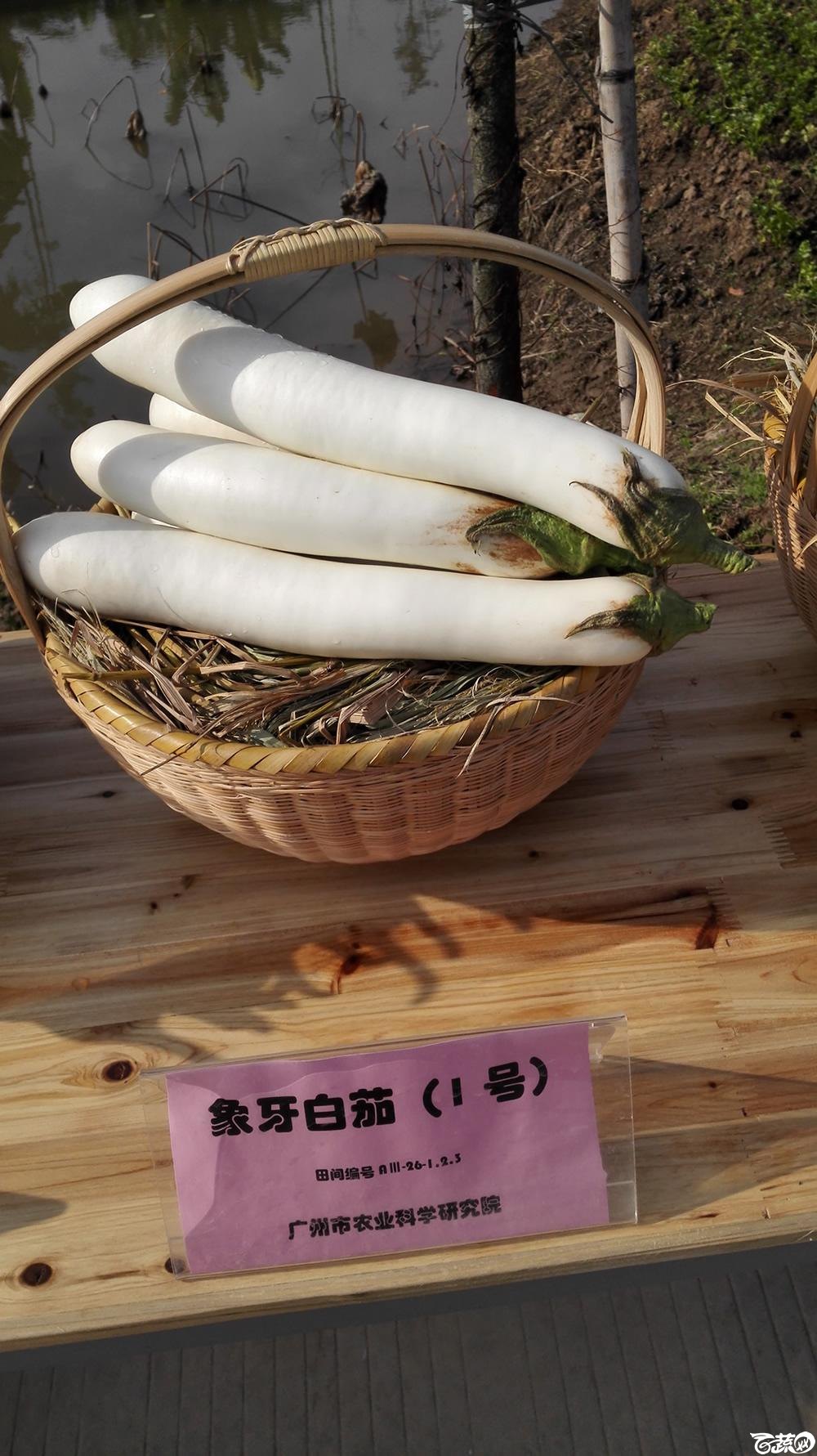 2014年12月10号广州市农科院南沙秋季蔬菜新品种展示会 茄子_001.jpg